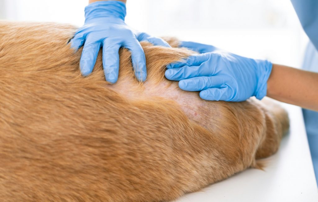 Unidentified veterinarian exam the dog skin problem in hospital or veterinary clinic.